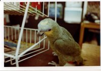 Gus the blue fronted Amazon.jpg