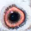 eye2.jpg