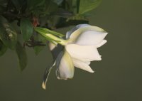 Gardenia2 (2).jpg