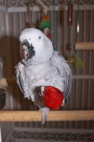 Paco with Strawberry and orang on his nose.JPG