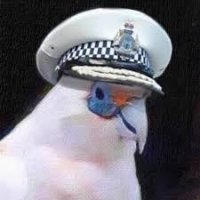 bird police.jpg