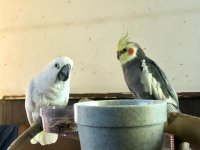 Pictures - Giant Cockatiel? | Avian 