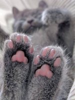 cat feet.jpg