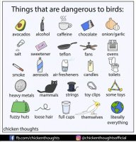 BIRD DANGERS.jpg