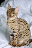 Image result for Is the savannah cat used for breeding in the US
