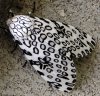 leopard moth.jpg