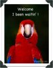 BN10399_10-FB~Scarlett-Macaw-Ara-Macao-on-Zoo-Avenue-Puntarenas-Costa-Rica-.jpg