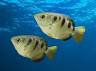 Image result for Archer fish