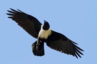 6440_pied_crow_corvus_albus_olifantsriver_western_cape_south_africa_20120722_1_1600.jpg