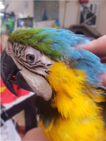 scritches2.png