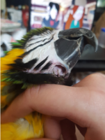 scritches4.png