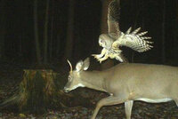 owl-attacks-deer-50950-24053.jpg