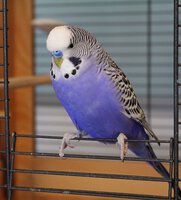 budgie-blue-parakeet-pet.jpg