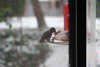 humming bird eating in snow storm 009 small.jpg