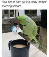 15 LOL Parrot Memes For You to Enjoy.jpg