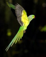 Rose-ringed-parakeet.jpg