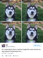 dog-tricked-facial-expression-anuko-husky-12.jpg