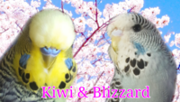 Kiwi and Blizzard in the Cherry Blossoms_20200708083649.png