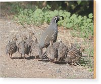 gathering-of-quail-chicks-with-dad-carol-groenen.jpg