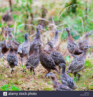 seven-week-old-young-pheasants-phasianus-colchicus-often-called-poults-which-have-just-been-re...jpg