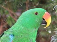 8285399-portrait-of-a-green-eclectus-parrot-with-its-yellow-beak.jpg