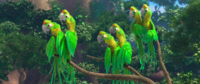 Real_in_Rio_parrots.png
