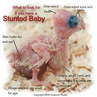 Stunted-baby-illus-Copy.jpg~original.jpg