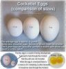 Egg-Size-Comparison-illus.jpg
