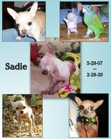 A-Sadie-Collage-1 (Medium).jpg