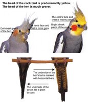 cockatiels1.jpg