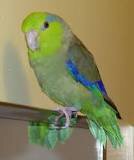 Image result for Where do parrotlets come from