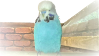 1603959402872.png 1603959402872.png