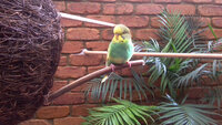 Bird.jpg Bird.jpg