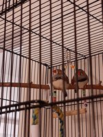 finches2.jpg