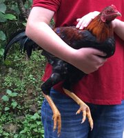 Steve rooster picture.jpg