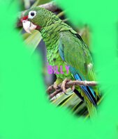 1200px-Puerto_Rican_parrot_kindlephoto-572067105.jpg