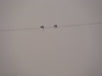 DSC06737.JPG