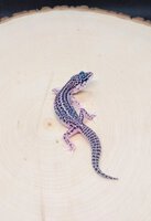 TFS Lavender Super Snow Eclipse Leopard Gecko Female 3.jpg