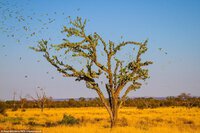 314F5E4E00000578-3451068-Tens_and_thousands_of_colourful_budgies_were_spotted_in_the_Aust-a-12...jpg