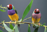 gouldian_finches_01.jpg