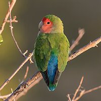 220px-Rosy-faced_lovebird_(Agapornis_roseicollis_roseicollis)_2.jpg