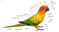 parrot-anatomy.jpg