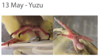 Yuzu - 13 May.png