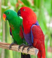 Solomon-island-parrot-2.jpg