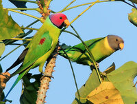 Pair_of_Plum-headed_parakeet_(Psittacula_cyanocephala)_Photograph_By_Shantanu_Kuveskar.jpg