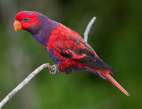 Violet_Necked_Lory.jpg