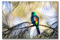 Aussie Grass Parrot.jpg
