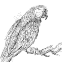 macaw.png