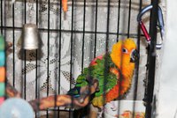 Sun Conure better full picture.jpg