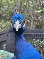 peacock1.jpg